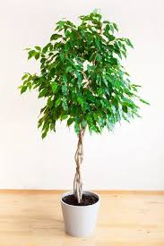 Image result for Ficus tesselata