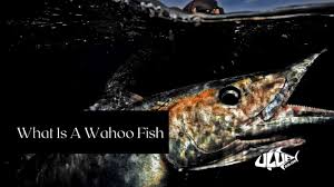 You can bake or grill wahoo and it will make a fine meal either way. Wahoo Fish What Is A Wahoo And Facts About The Wahoo Youtube