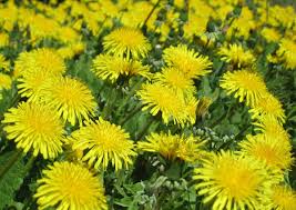 Image result for Taraxacum