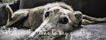 Justanswer.com has been visited by 100k+ users in the past month Rainbow Bridge In Home Pet Euthanasia Home Facebook