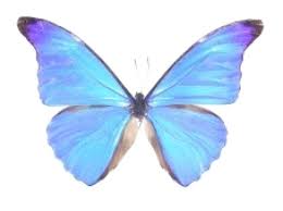 beautiful morpho butterflies おしゃれまとめの人気アイデア pinterest 遊凪 蝶イラスト 蝶 モルフォ蝶
