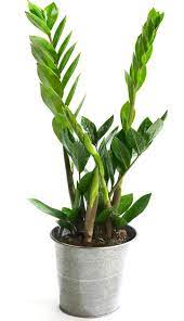 The zz plant is an easy to grow and care for indoor plant that displays small glossy leaves on stems zz plant care. Zamioculcas A Survivor Plant Born Eons Ago And Perfect For The Home