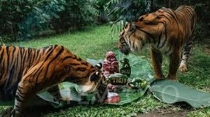 Melihat Keluarga Harimau Sumatera Di Sydney Lengkap Dengan Suasana Desa Travel Tempo Co