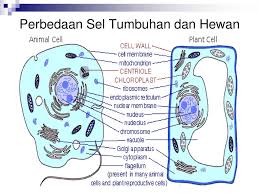 Berdasarkan kompetensi dasar tersebut maka penulis membagi video menjadi 3 bagian video review modul 1 pppk biologi. Struktur Fungsi Sel Ppt Download