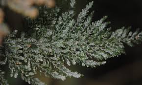 Image result for Abrodictyum rigidum