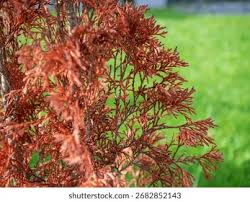 Image result for thuja drying out dead dried symptoms)
