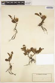 Image result for Brillantaisia madagascariensis