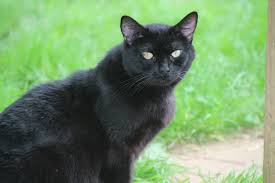 Black cat appreciation day on august 17th aims to dispel all myths surrounding black cats. Black Cat Appreciation Day August 17 Rikki S Refuge Animal Sanctuary