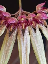 Image result for Bulbophyllum longiflorum