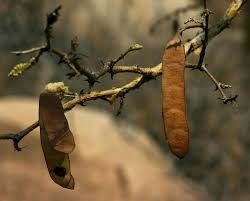 Image result for Acacia erubescens