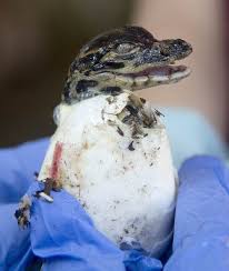 Hello World A Baby Alligator Emerges From Its Shell Baby Animals Pictures Baby Alligator Animals