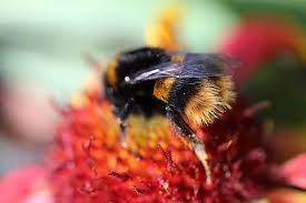 Note how the wonderful flowers heads of these childhood favourites follow the path of the sun during the daytime. Hd Wallpaper New Zealand Bumblebee Flower Bees Insect Nature Pollen Wallpaper Flare