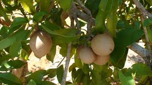 Pokok betik antara tanaman buah yang paling mudah untuk dikesan kehadiran penyakit. Pokok Ciku Wikipedia Bahasa Melayu Ensiklopedia Bebas