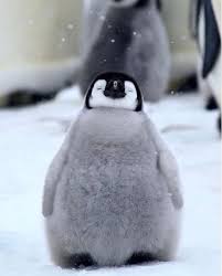 Penguen Foto In 2020 Baby Animals Pictures Baby Penguins Penguin Day