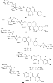 Image result for Sphenostylis marginata