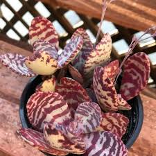 Image result for Kalanchoe humilis