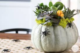 Shop furniture, décor, cookware, & more. Succulent Pumpkin Planter