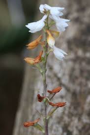 Image result for Polystachya hastata