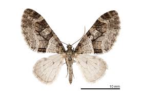 Image result for Trichopteryx