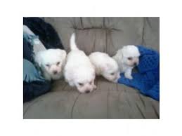 These companion dogs need regular grooming. Bichon Frise Puppies For Sale