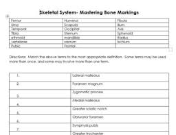 Study flashcards on bone markings w/ pictures at cram.com. Skeletal System Mastering Bone Markings By Shellye S Health Sciences