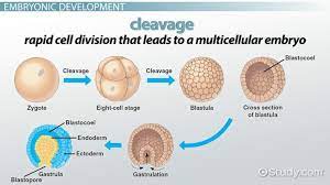 Maybe you would like to learn more about one of these? Match The Following Stages Of Animal Development With The Sonar Characteristic Zygote Blastula Cleavage Gastrula A First Call Of New Organism Resulting From Egg And Sperm B Hollow Ball Of Cells