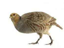 Detii controlul absolut al vietii tale si esti foarte increzatoare in propriile forte. Interpretare Vis In Care Apare O Broasca Dreamgeek Ro