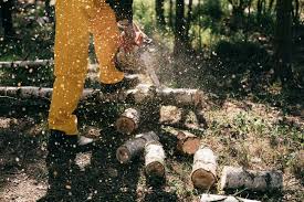 Hier erfahren sie alles über genehmigungen & zeiträume. Baumfallung Holzfallerlohn Gehort Nicht Zu Den Betriebskosten Immobilien Haufe
