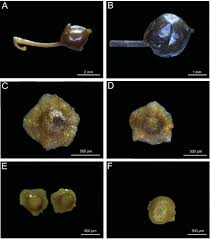 Image result for Utricularia gibba