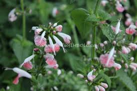 Pinch back once plants reach 6 tall to encourage bushiness. Hummingbird Salvia Coral Nymph Seeds Of Imbolc