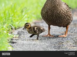 cute baby duck walking image photo free trial bigstock