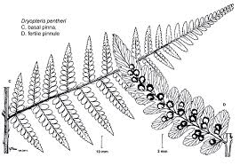 Image result for Dryopteris pentheri