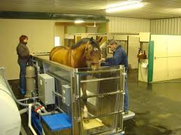 Introducing The Ferno Aquapacer To A New Horse Equisports Inc Equine Therapy Horses Equines