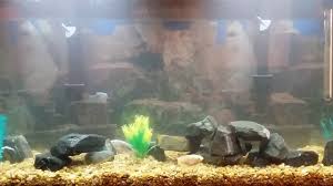 Cloudy After Cleaning And Water Change At 50 Youtube