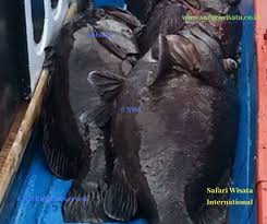 Ini saya mancing ikan kakap selama 3 hari terimakasih yang sudah nonton semoga. 18 Spot Mancing Di Sabang Pulau Weh Dengan Sensasi Strike Berkali Kali Safari Wisata International