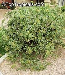 Image result for Cyperus mollipes