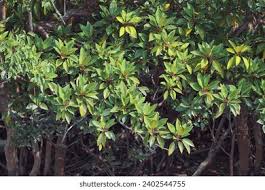 Image result for Heritiera