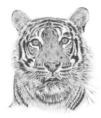 How To Draw A Eagle How To Draw Realistic Wings Fantasy Image Search Results Tiger Drawing Elephant Drawing Tiger Art