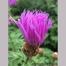 Image result for Centaurea praecox
