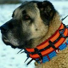 Berk Oz Adli Kullanicinin Dogs Panosundaki Pin Kopek Akbas Hayvan