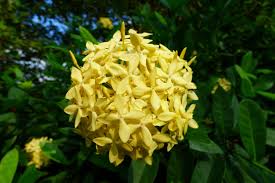 Image result for Ixora praetermissa