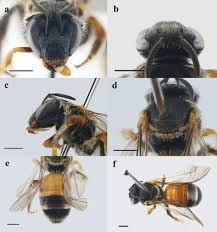 Image result for Lipotriche