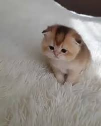  Odenz Qzank Odenzqzank Profile Pinterest