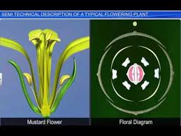 Cbse Class 11 Biology Morphology Of Flowering Plants 7 Technical Des Planting Flowers Mustard Flowers Plants