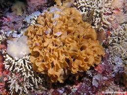 Image result for Gymnosporia oxycarpa