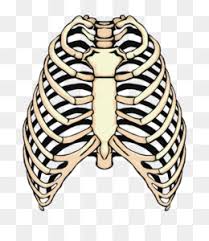 Rib cage png & psd images with full transparency. Human Rib Cage Png Human Rib Cage Female Human Rib Cage Graphics Human Rib Cage Diagram Cleanpng Kisspng