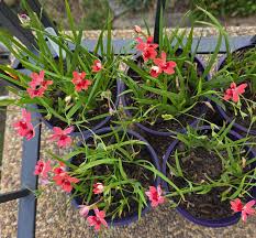 Image result for Freesia laxa