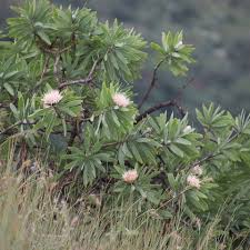 Image result for Protea gaguedi