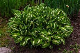 You'll enjoy our perennial flowers & plants for years to come! Gorgeous North Carolina Perennials Garden Lovers Club