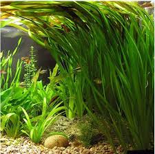 Image result for Vallisneria spiralis